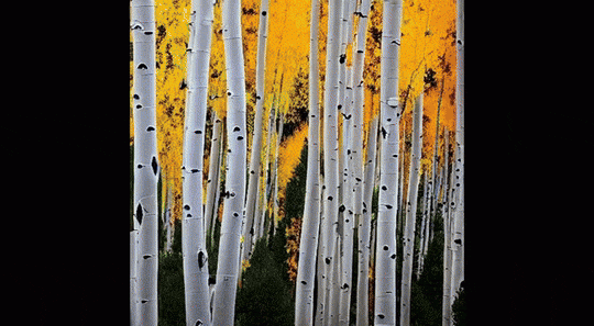 The Future of Cinema talk, 2025